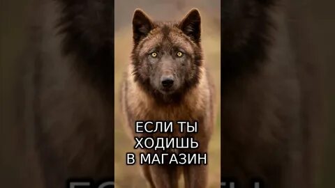 Когда будет год волка