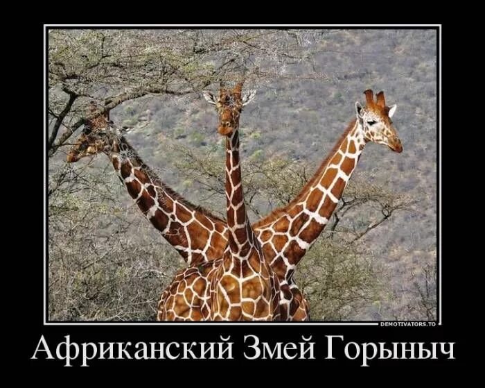 Жираф это лошадь. Лошадь и жираф сравнение. Жираф гибрид. Жираф и лошадь. Пака животное.