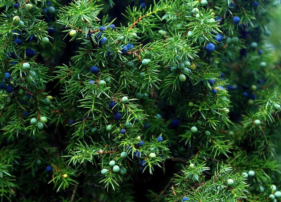 Семейство вечнозеленых. Можжевельник обыкновенный Верес. Можжевельник обыкновенный (Juniperus communis l.). Можжевельник обыкновенный Шишкоягоды. Juniper Berry можжевельник.