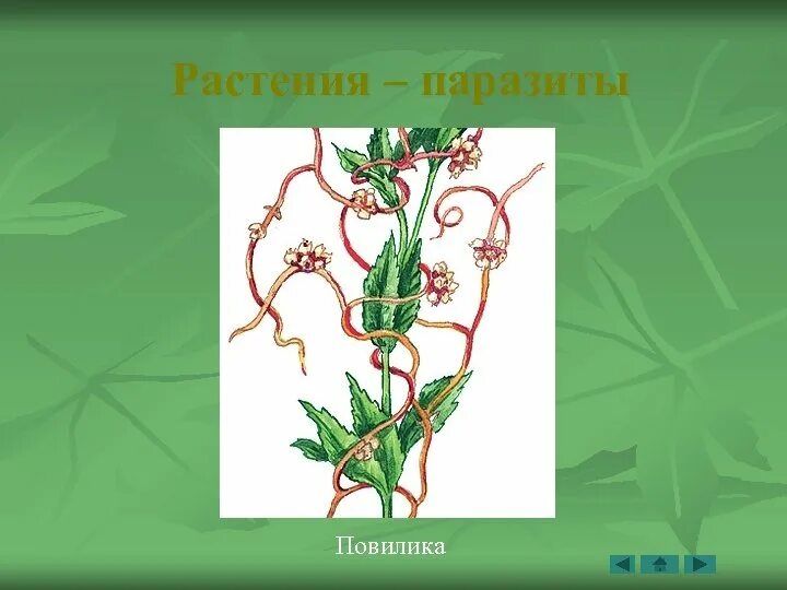 Паразитические растения. Растения-паразиты растения-паразиты. Растения паразиты примеры. Дикорастущие паразиты. Распределите предложенные растения по группам растения паразиты