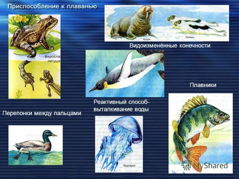 Черты приспособленности организмов к водной среде обитания. Приспособления водных животных. Приспособленность животных к водной среде. Приспособления к водной среде. Приспособления к передвижению у животных.