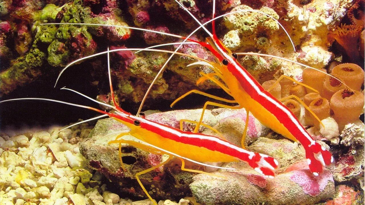 Как называется рыба как креветка. Lysmata amboinensis. креветка доктор лисмата. креветка доктор тихоокеанская. креветка чистильщик.