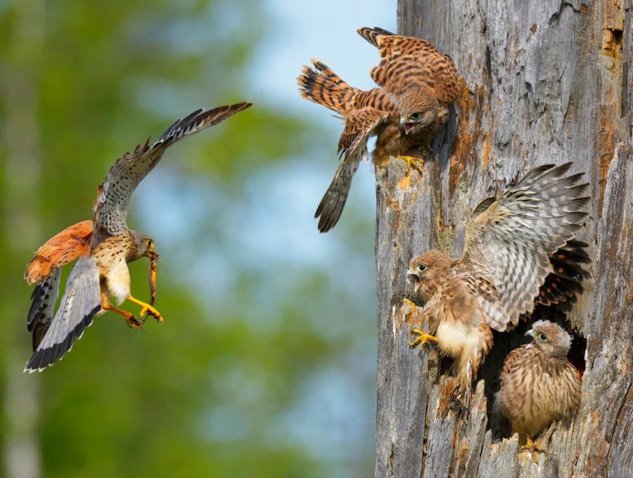 речная крачка гнездо. птицы со своими птенцами. орлиные птенцы. под крылом птицы. журавль.