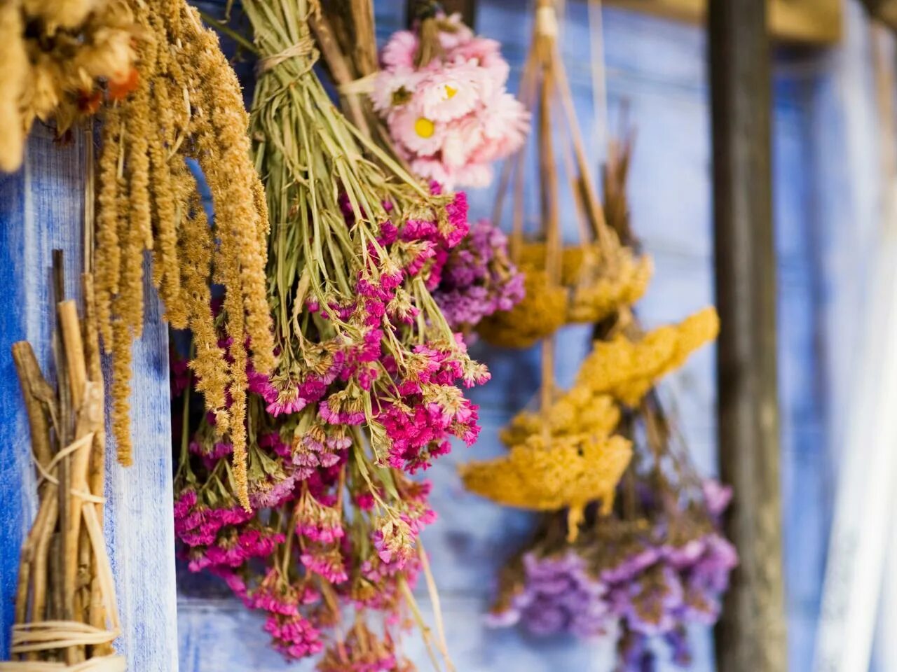 Аурея сухоцвет. Сухоцветы "сад Прованс". Dried Flowers сухоцветы. Букет сухоцветов засушить.