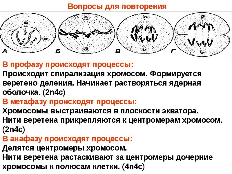 Митоз спирализация хромосом фаза. Митоз спирализация хромосом. Профаза спирализация хромосом. Спирализация хромосом происходит в. Установите последовательность изменений происходящих с хромосомами