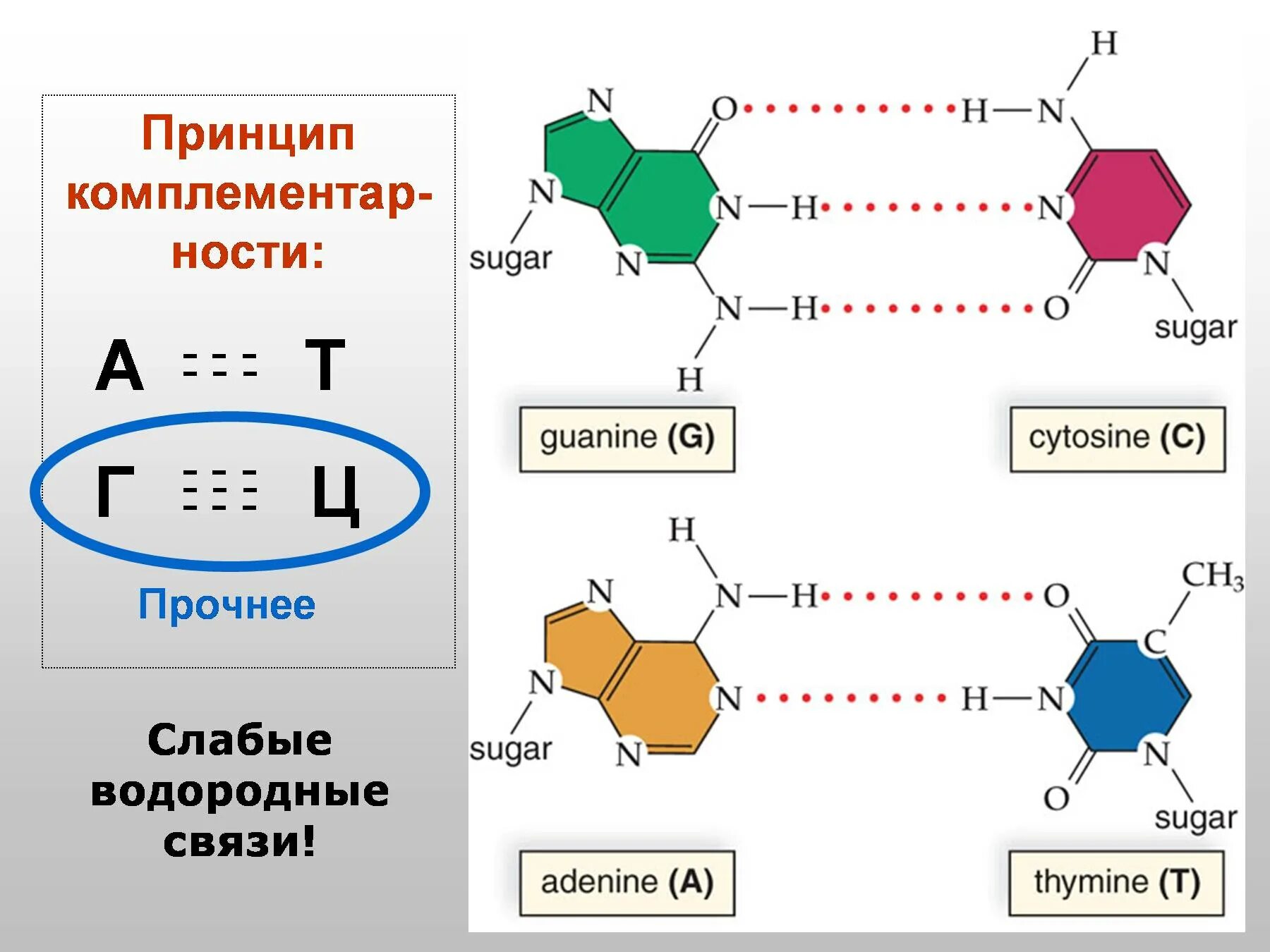 Соединения днк и рнк. Водородные связи в ДНК. Водородная связь в нуклеиновых кислотах. Водородные связи в РНК. Водородные связи в молекуле ДНК.