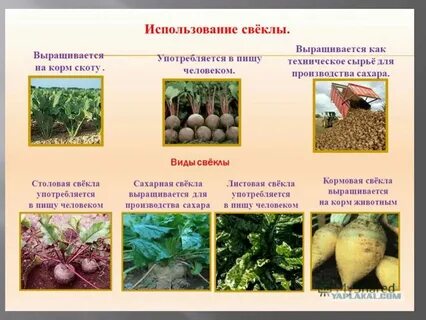 К какой культуре относится изображение