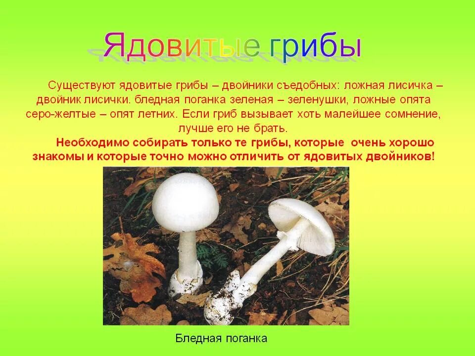 Какие есть опасные грибы. Несъедобные Шляпочные грибы. Гриб двойник бледной поганки. Двойник бледной поганки съедобный гриб. Презентация на тему ядовитые грибы.