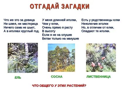 Загадка на каком дереве
