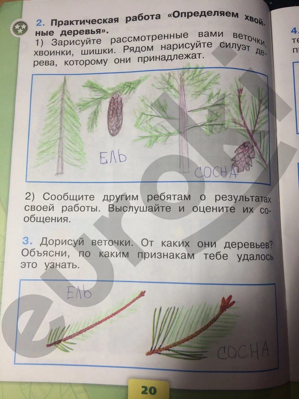 Задание по окружающему миру страница 19. Окружающий мир 1 класс рабочая тетрадь стр 20. Окружающий мир 1 класс рабочая тетрадь стр 19. Гдз по окружающему миру 1 класс. Окружающий мир практическая работа определяем хвойные деревья.