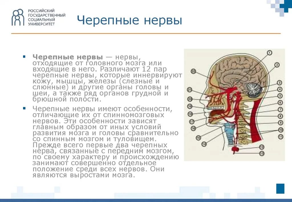 1 4 черепные нервы. Черепные нервы. Нервы отходящие от головного мозга. Функциональная анатомия черепных нервов. Пары черепных нервов.