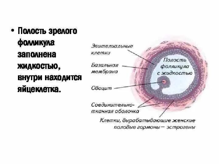 Описание женского пола. Граафов пузырек строение. Граафов фолликул. Этапы развития фолликула граафов пузырек. Зрелый фолликул граафов пузырек.