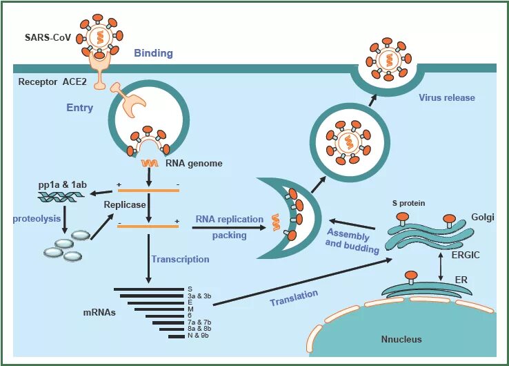 Жизненный цикл вируса SARS cov 2. Рецепторы клеток для SARS-cov-2. Цикл репликации коронавируса SARS-cov-2. Жизненный цикл коронавируса.