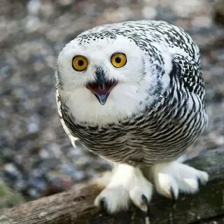 Совы северной америки