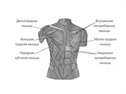 Спина разрез