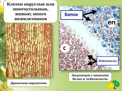 Клетки из которых формируются ткани