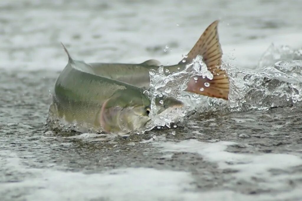 Живая рыба плывет. Нерест лосося на Сахалине. Рыба выпрыгивает из воды. Нерест лосося. Рыба в речке.