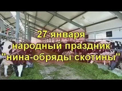 Обряды скотины
