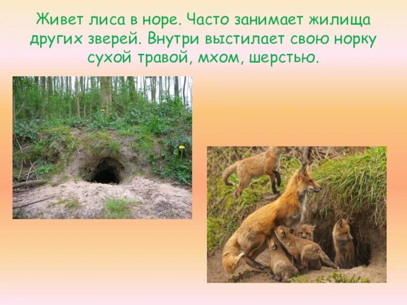 Где живет леса. Лисица обыкновенная в норе. Лиса живет в норе. Жилище лисы для дошкольников. Жилище лисы для дошкольников.