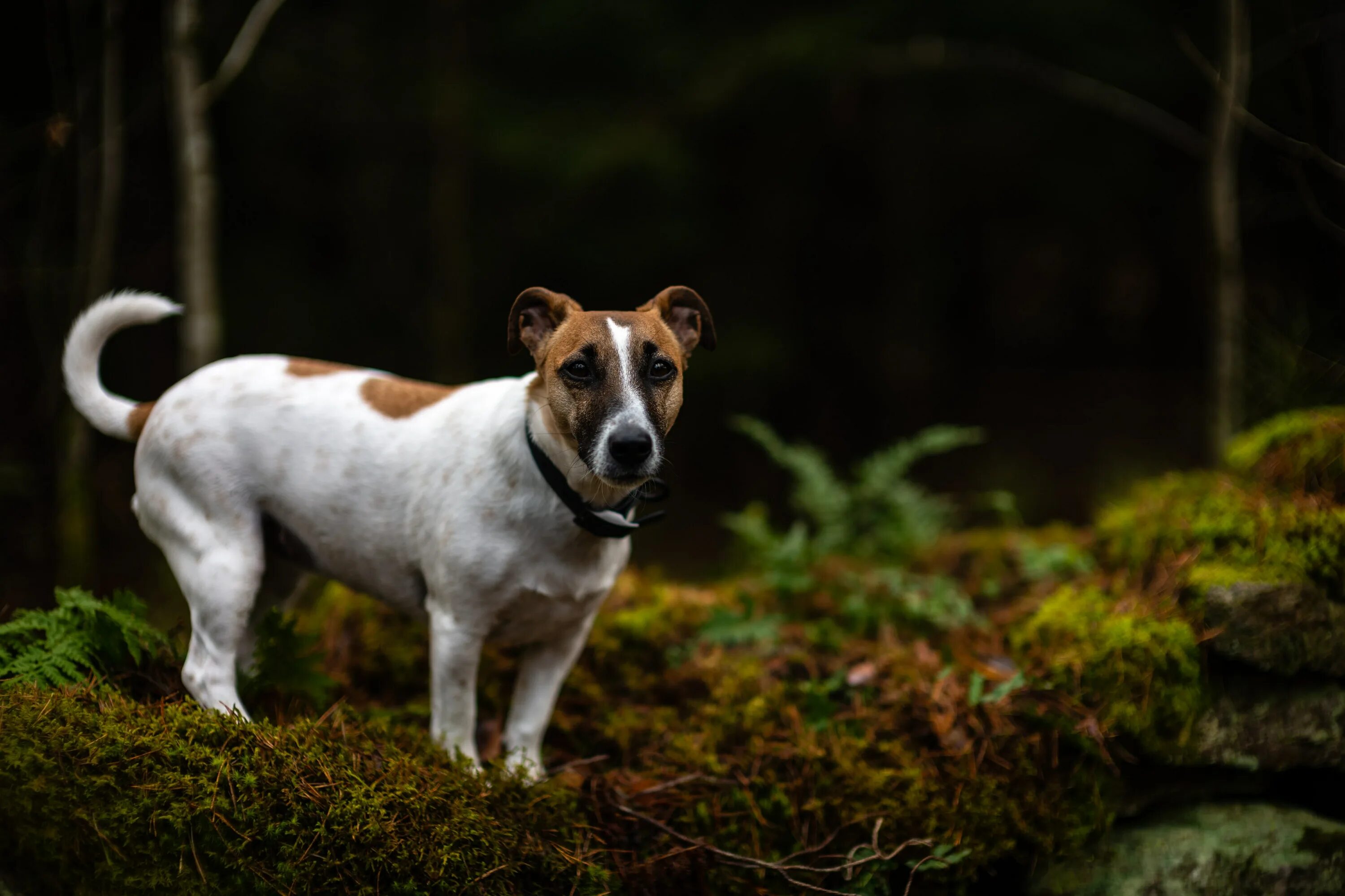 Собаки похожие на расселов. Джек-Рассел-терьер. Jack Russell Terrier. Парсон-Рассел-терьер. Джек Рассел собака.