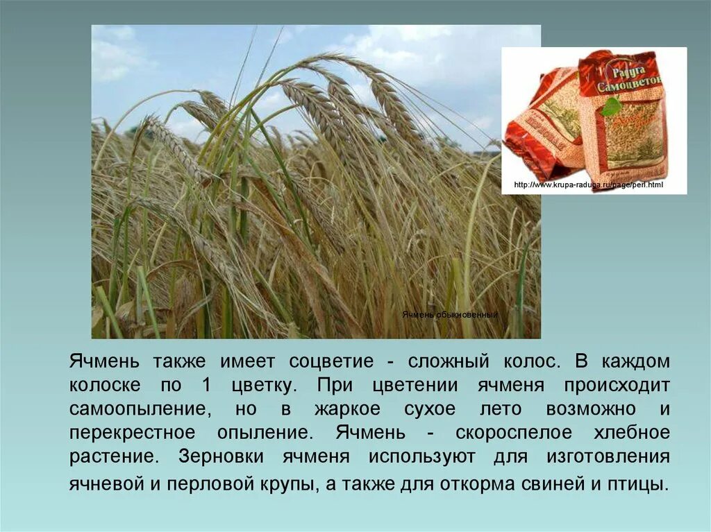 Слова ячмень. Жатва ячменя в израиле. Злаки для детей. Зерновые культуры. Слова ячмень.