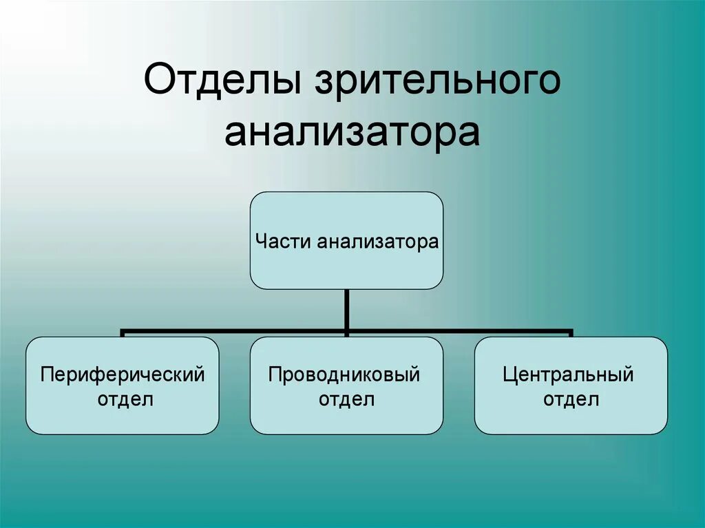 Какие отделы входят в состав анализатора