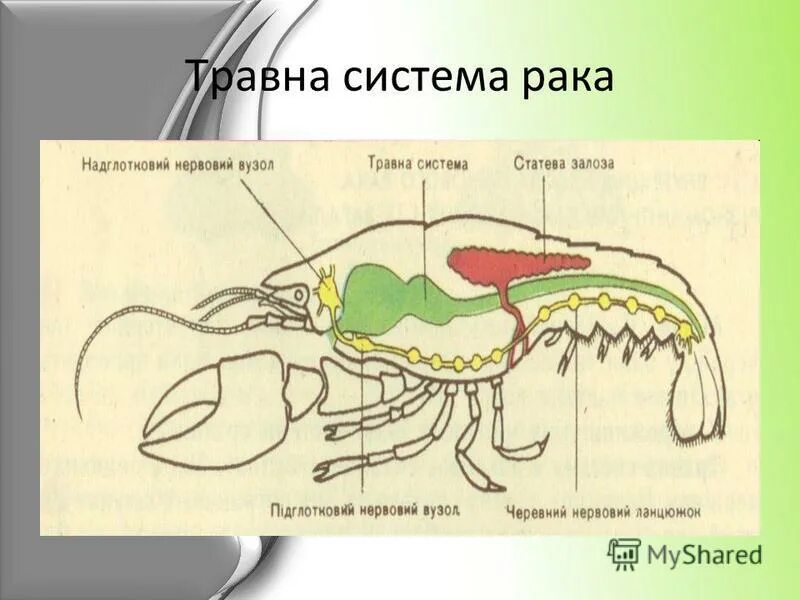Система органов речного рака таблица. Система органов речного рака таблица