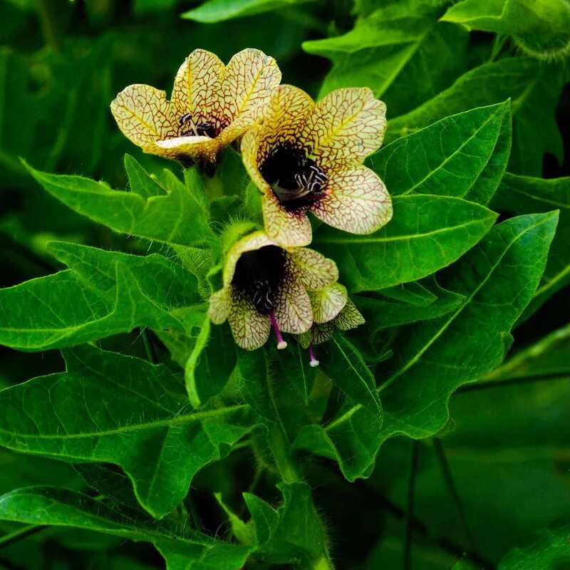 белена чёрная. белена черная - hyoscyamus niger l. паслёновые растения белена. Hyoscýamus). белена чёрная.