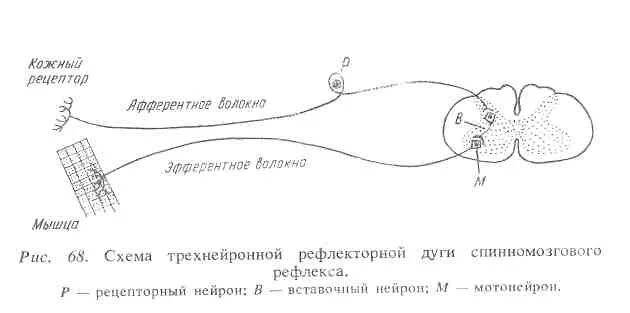 Зрительный рефлекс рефлекторная дуга схема. Схема рефлекторной дуги слуха. Рефлекторная дуга слухового анализатора схема. Рефлекторная дуга слухового рефлекса схема.