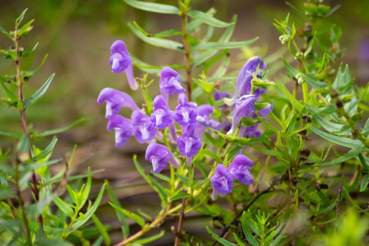 Scutellaria baicalensis root. Шлемник. scutellaria baicalensis. шлемник щетинковый. корни шлемника байкальского.