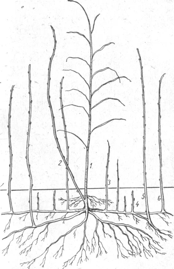 На какую глубину растут корни. Строение куста малины. Куст малины с корнем. Корневая система малины. Корневая поросль малины.