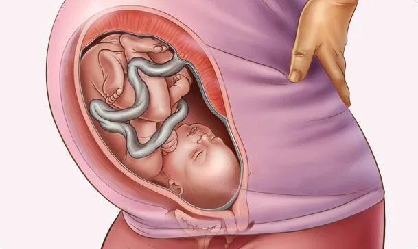 Loading... Midwifery, Childbirth education, Perineum