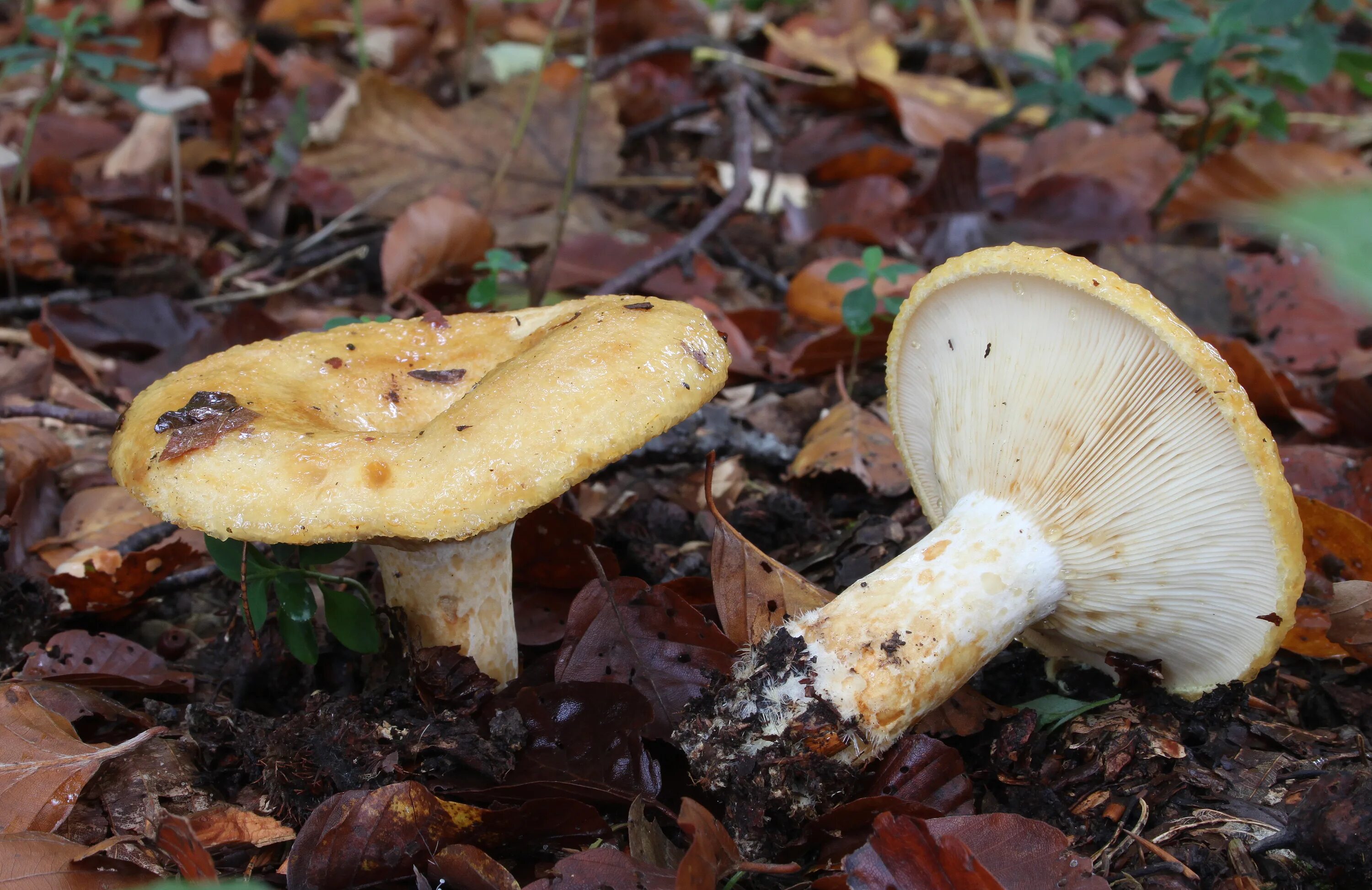 Грибы грузди виды. Груздь жёлтый lactarius scrobiculatus. груздь жёлтый несъедобные грибы. подгруздок желтый. млечник золотистый.