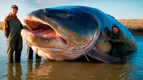 Орыс анал және үлкен әтеш порно видео