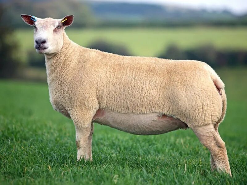 Порода Баранов Шароле. Шароле порода овец. Мутон Шароле. Тексель порода овец.