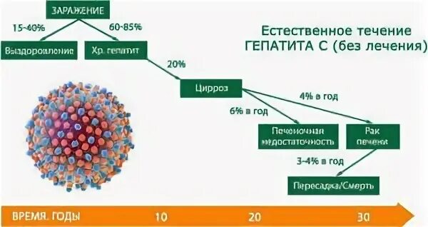 Естественное течение вирусного гепатита в. Лечится ли вирусный гепатит с. Продолжительность гепатита б. Сколько живет вирус гепатита
