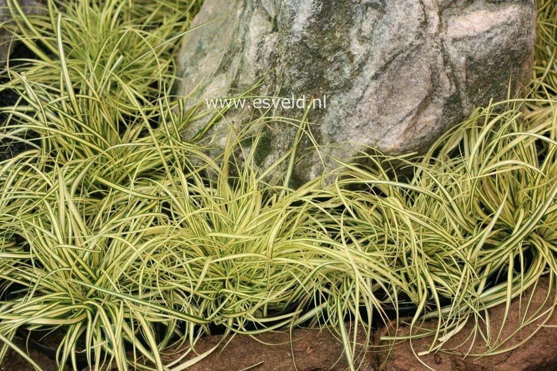 Осока охименская. Осока охименская. Осока (carex) эверголд. Осока охименская эвеголд. Oshimensis осока.