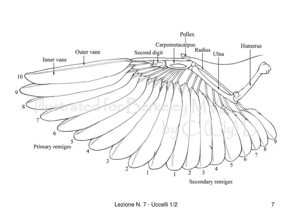 Типы крыльев у птиц. Строение крыла птицы схема. Строение крыла Совы скелет. Крыло птицы строение скелета. Схема скелета крыла птицы.