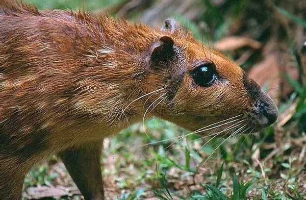 Отряд грызуны. Агути грызун. Пищуха алтайская сеноставка. Млекопитающее отряда грызунов 5. Домовая и лесная мышь.