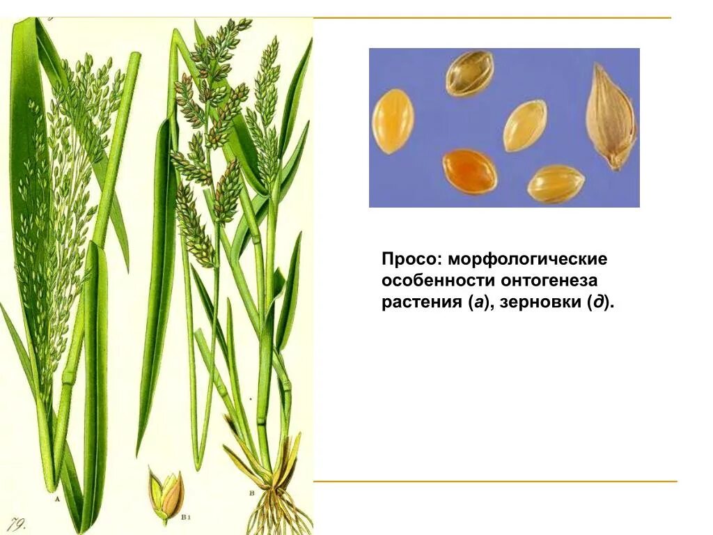 Зерновка сорго. Зерновка просо. Строение зерна просо. Строение зерновки сорго. Особенности проса