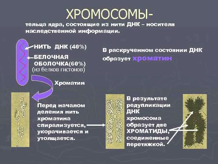 Нити днк в ядре. Структура хроматина ядра и хромосомы. Ядерная днк. Днк в виде хроматина. Хроматин это нити днк.