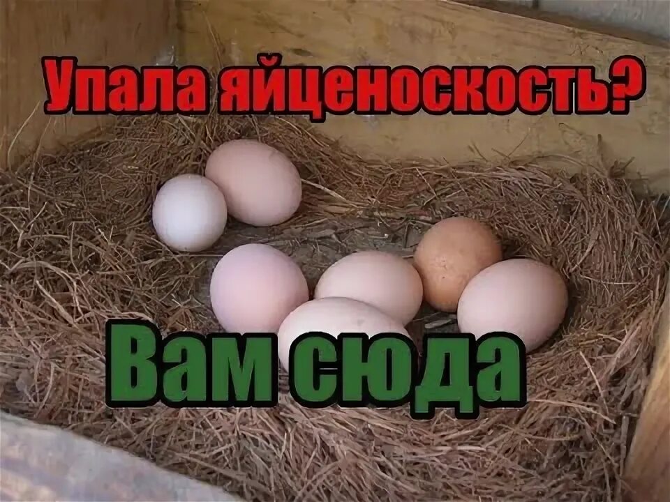 Как повысить яйценоскость. Американ куры яйца. как повысить яйценоскость кур. увеличение яйценоскости кур. бролерские куры яйца несут.