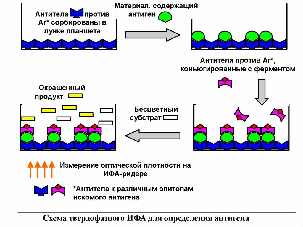 Схема постановки реакции ИФА. Схема постановки ИФА метода. Метод иммуноферментного анализа (ИФА).. ИФА сэндвич метод схема. Ифа качественно что это