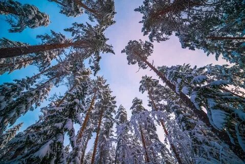 На высокой ели