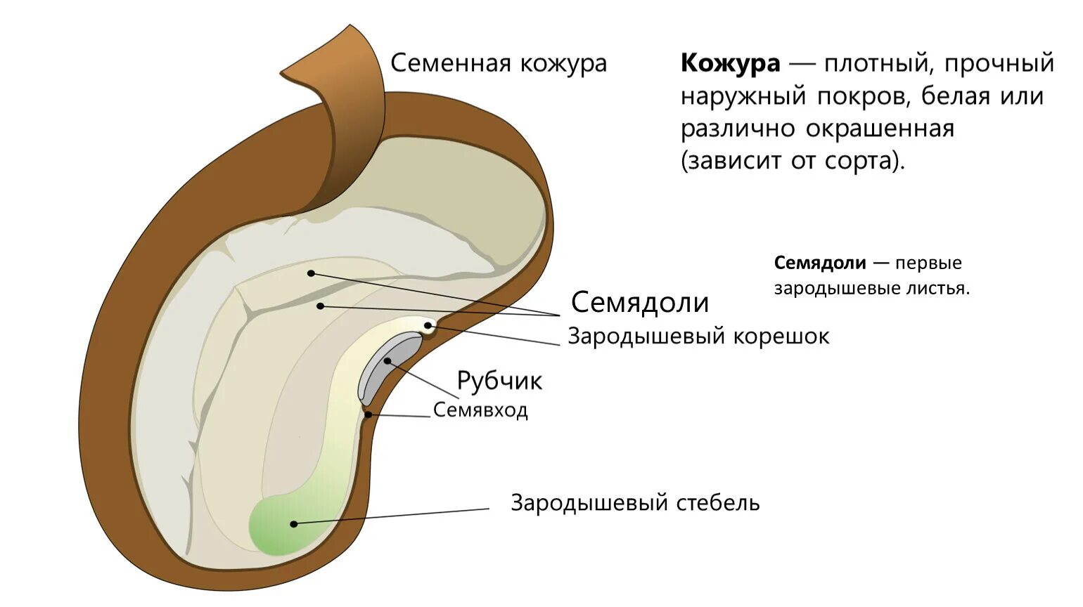 Кожура семян 6. Строение семенной кожуры. Что такое семенная кожура в биологии 6 класс. Семенная кожура семядоли. Структура семенной кожуры.