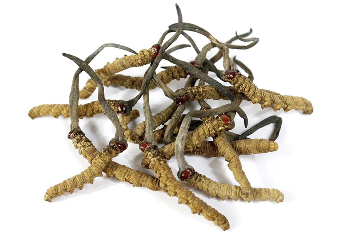 Wild Cordyceps sinensis. Ярсагумба (кордицепс китайский). Кордицепс гриб. Кордицепс Синенсис гриб.пнг. Зеленый кордицепс