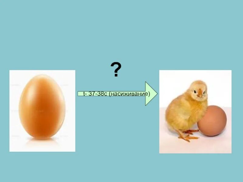 Размножение птиц. Особенности размножения птиц. Размножение птиц 7 класс биология. Размножение и развитие птиц т.