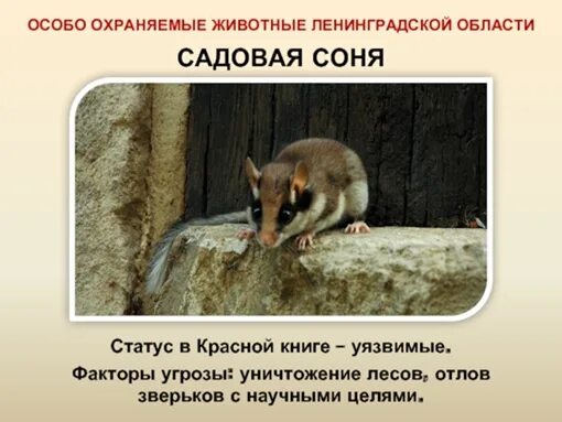 Красная книга Ленинградской области. - внеурочная работа, презентации