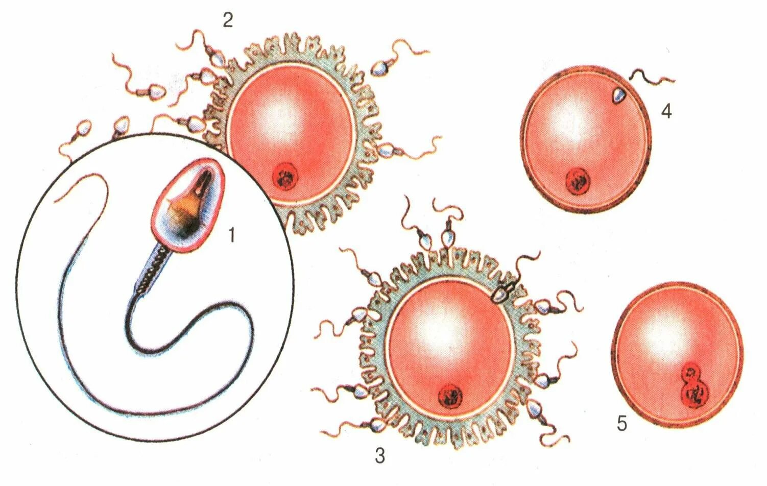 Оплодотворение слияние половых клеток. Процесс оплодотворения яйцеклетки схема. Оплодотворение яйцеклетки биология. Оплодотворение яйцеклетки сперматозоидом схема. Мужские гаметы образуют