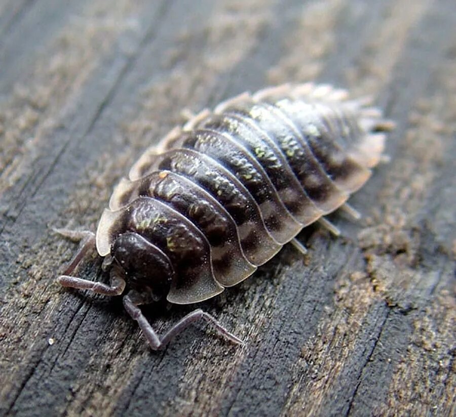 Мокрица Жук личинки. Букашка мокрица. Мокрица шероховатая (Porcellio scaber). Жук мокрица броненосец.